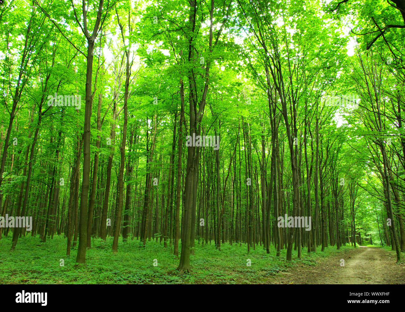 a path is in the green forest Stock Photo - Alamy
