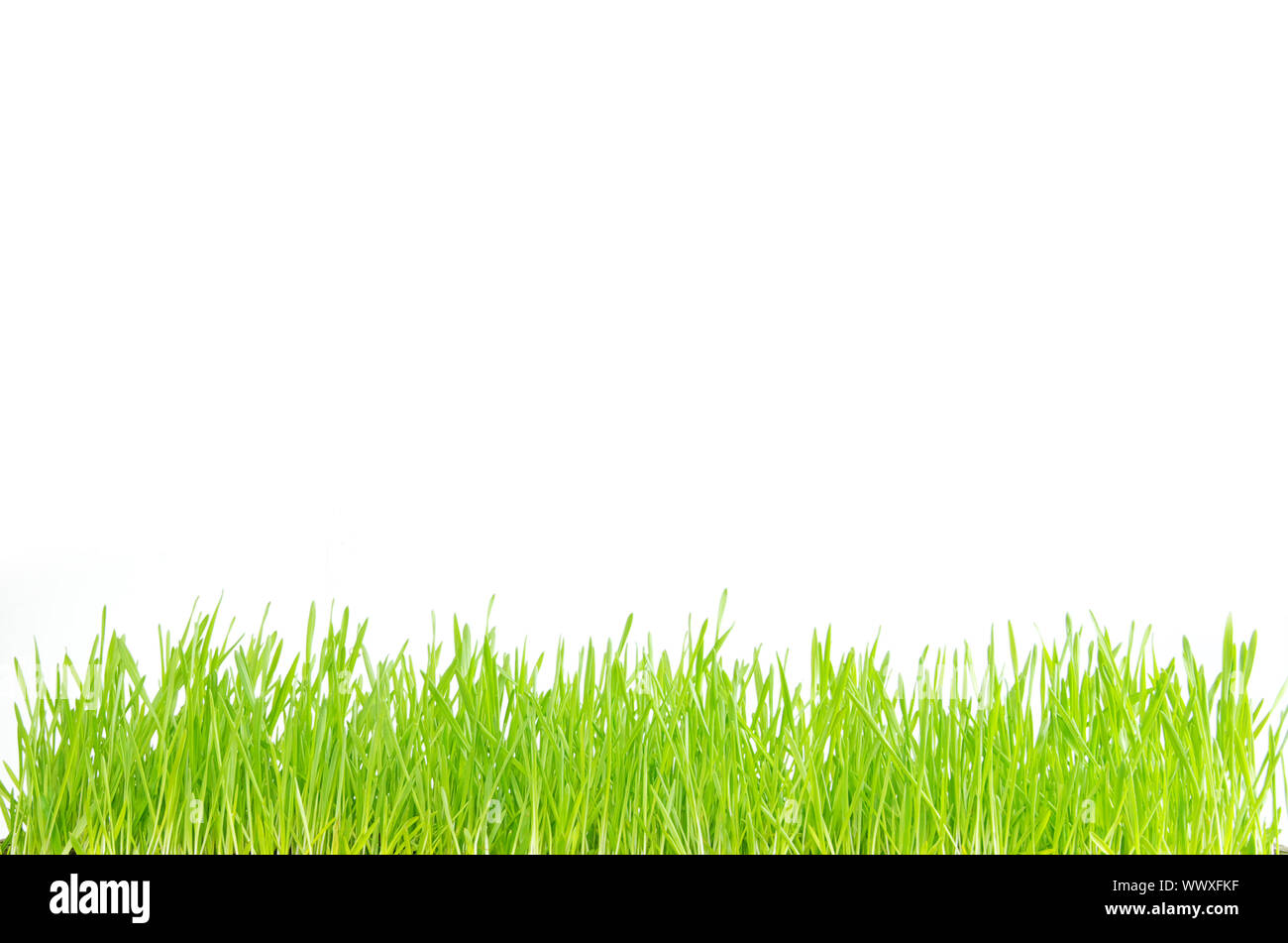 Green grass isolated on white background Stock Photo - Alamy