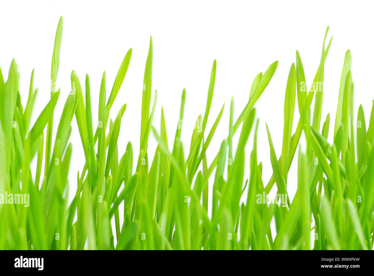 Green grass isolated on white background Stock Photo - Alamy