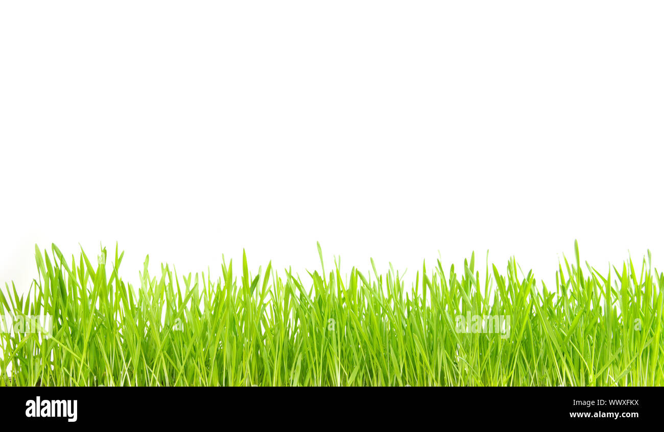 Green grass isolated on white background Stock Photo - Alamy