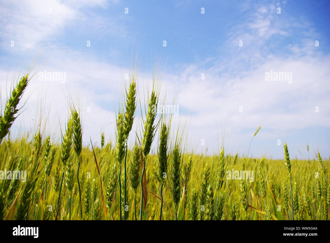 Early summer corn with a blue sky background Stock Photo - Alamy