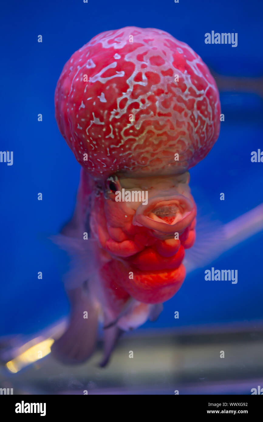 Red flower horn cichlid fish in aquarium Stock Photo