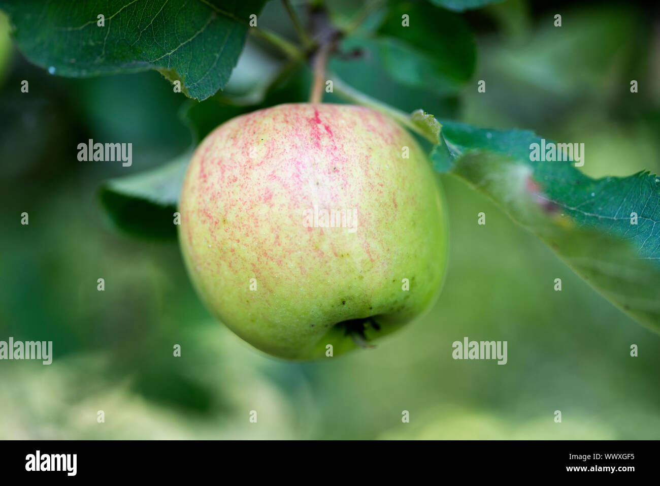 Jonagold Rubinstar, apple cultivar Stock Photo