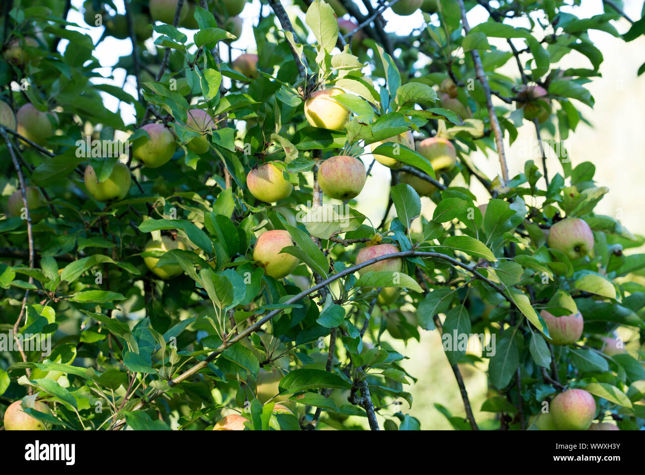 Finkenwerder Herbstprinz, German apple cultivar, Germany, Europe Stock Photo