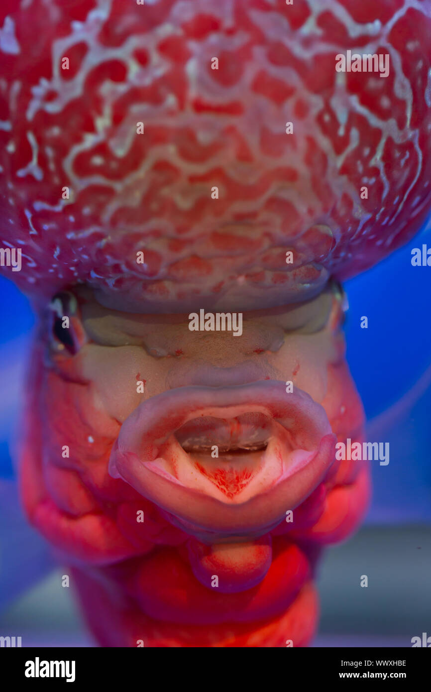 Texas Cichlid High Resolution Stock Photography And Images Alamy