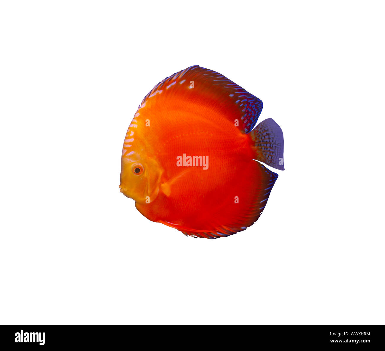 Red Melon discus fish isolated on white background Stock Photo - Alamy