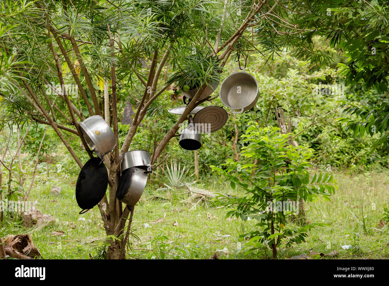 Cooking utensils hanging from a tree in rural Cambodia. Stock Photo