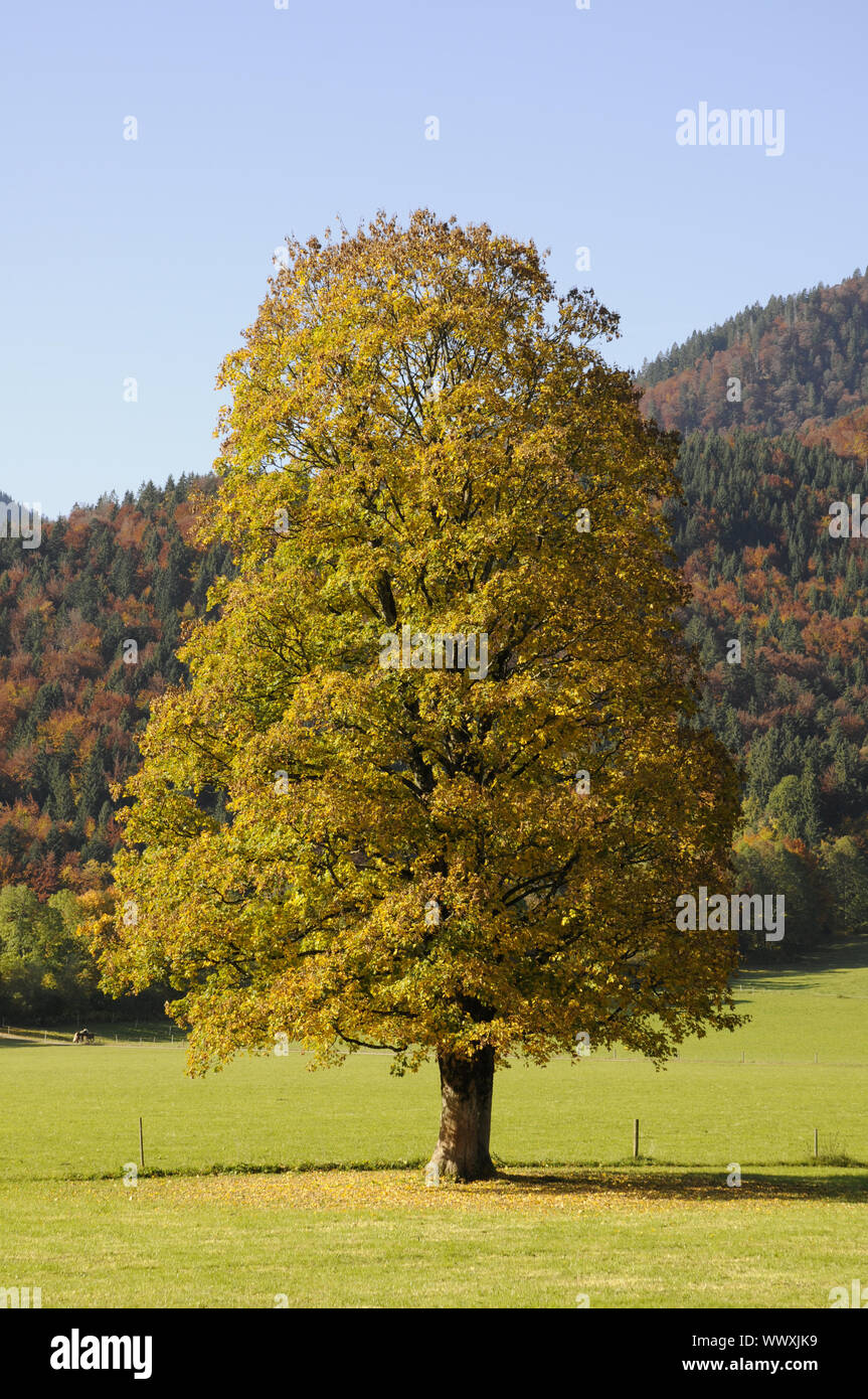 Autumn near Kreuth Stock Photo