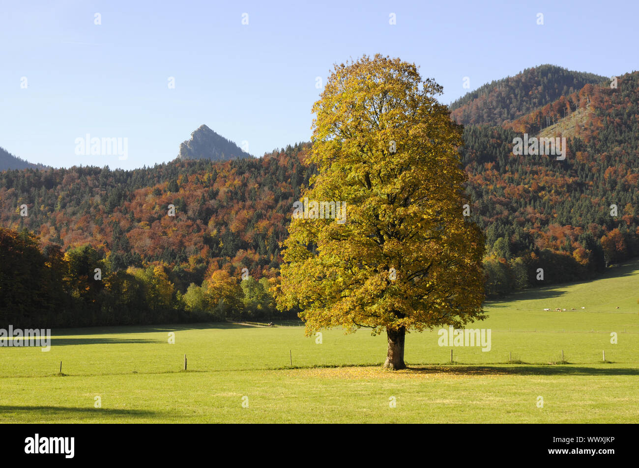 Autumn near Kreuth Stock Photo