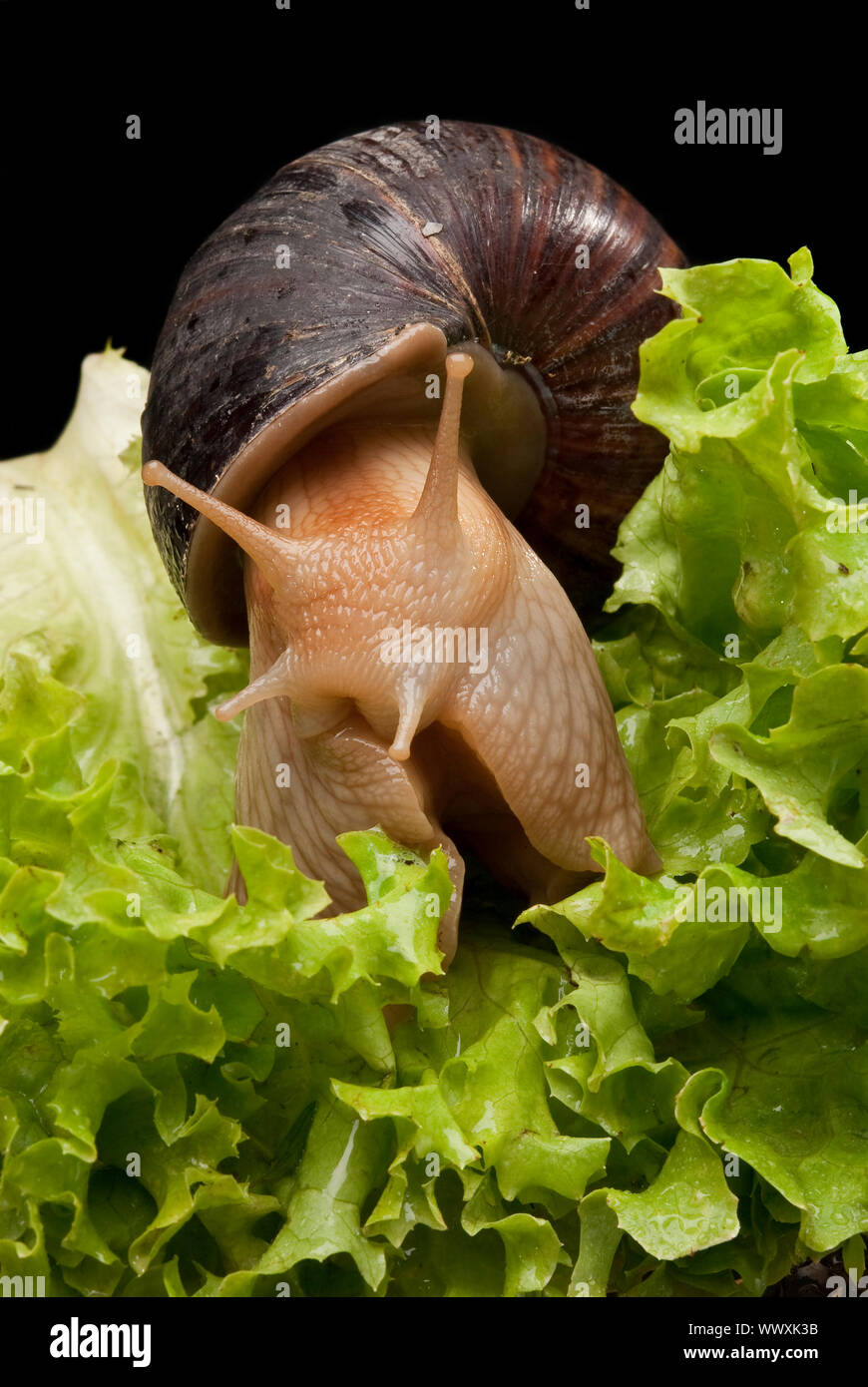 Snail on lettuce Stock Photo Alamy