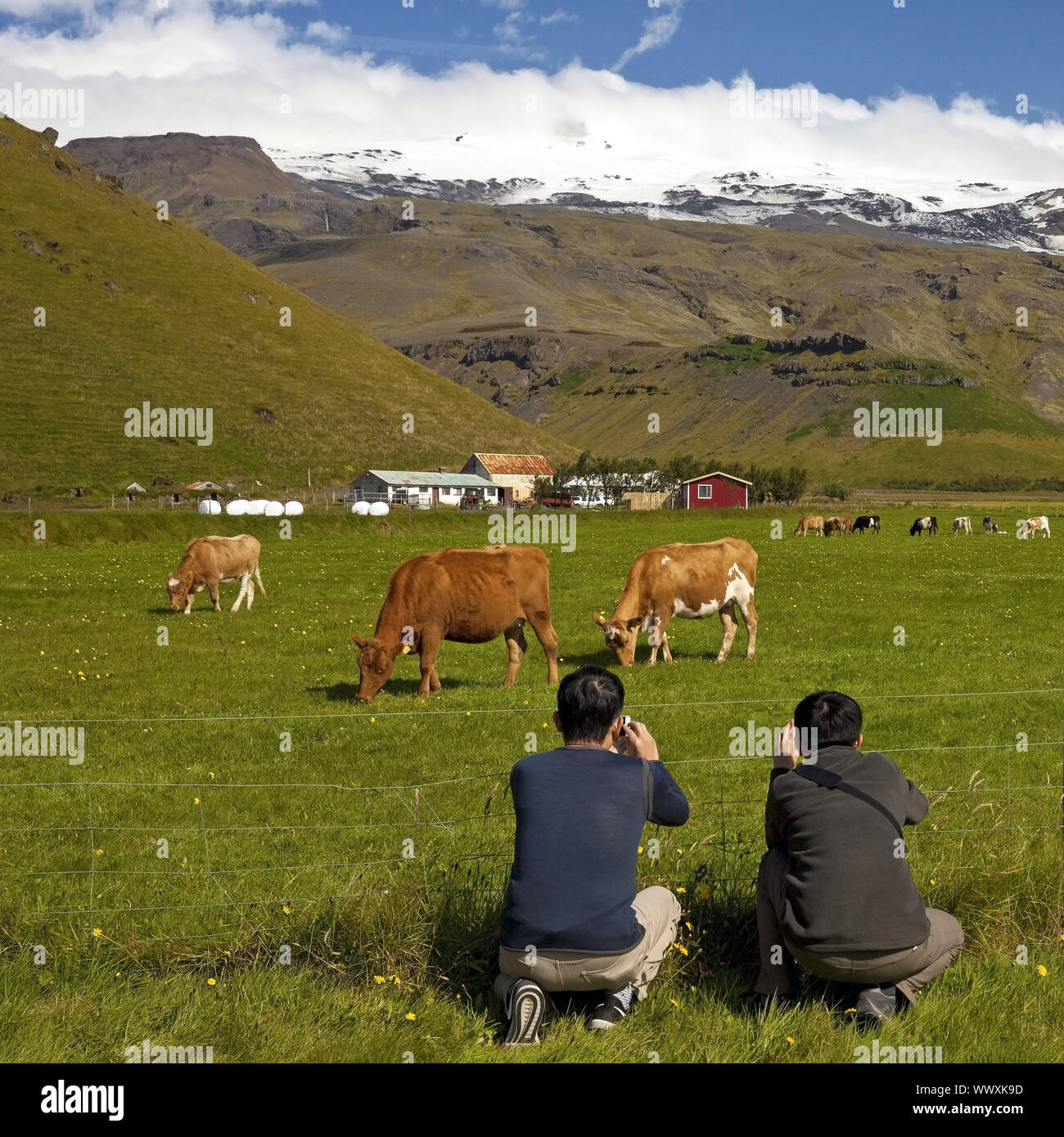 Asian tourists taking pictures of grazing cows in front of the Eyjafjallajoekull, Iceland, Europe Stock Photo