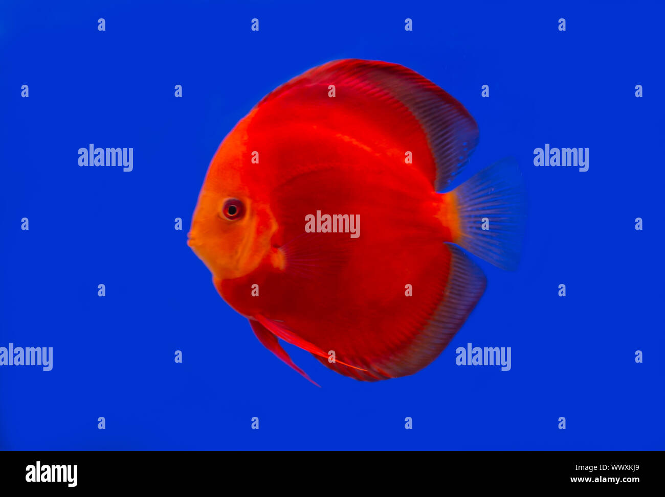 Red Melon discus fish on blue background aquarium Stock Photo