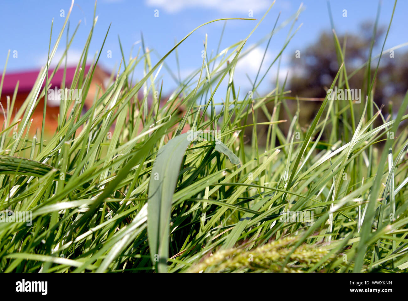 Green grass on a background of the blue sky with clouds Stock Photo - Alamy