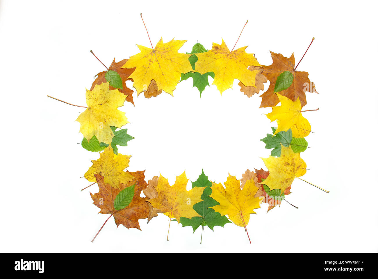 Frame with colored autumn maple leaves - white background Stock Photo ...