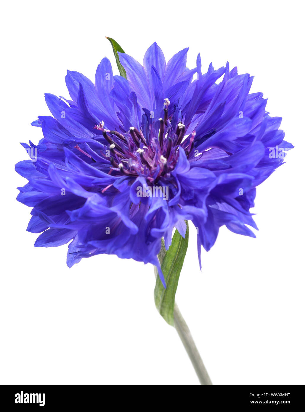 Blue cornflower (Cyanus segetum) isolated on white background Stock Photo