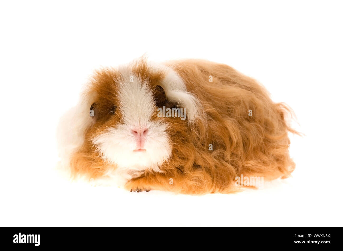 Guinea Pig - Texel Stock Photo - Alamy Guinea Pig - Texel Stock Photo - Alamy