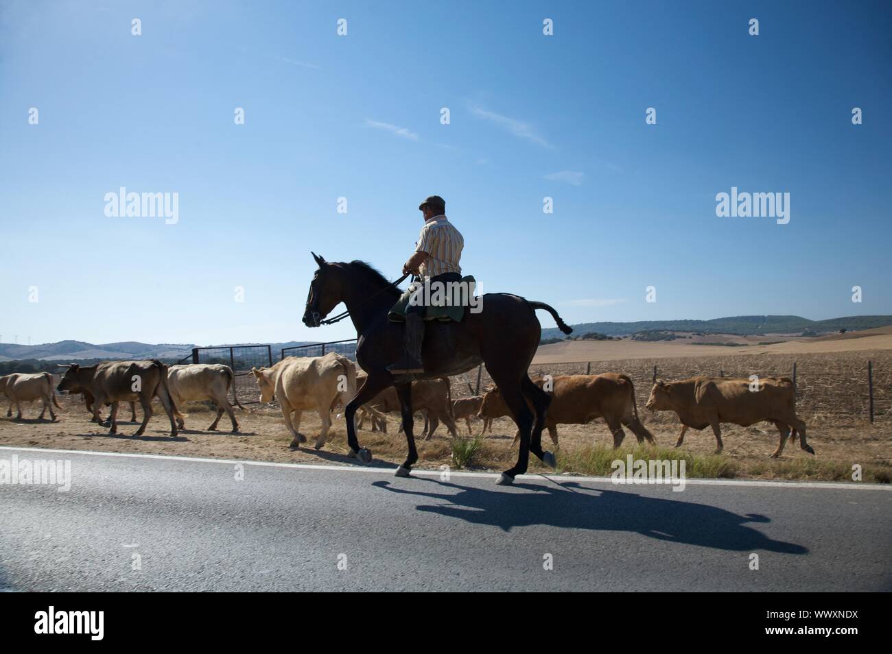 spanish-cowboy-with-cows-next-to-road-stock-photo-alamy