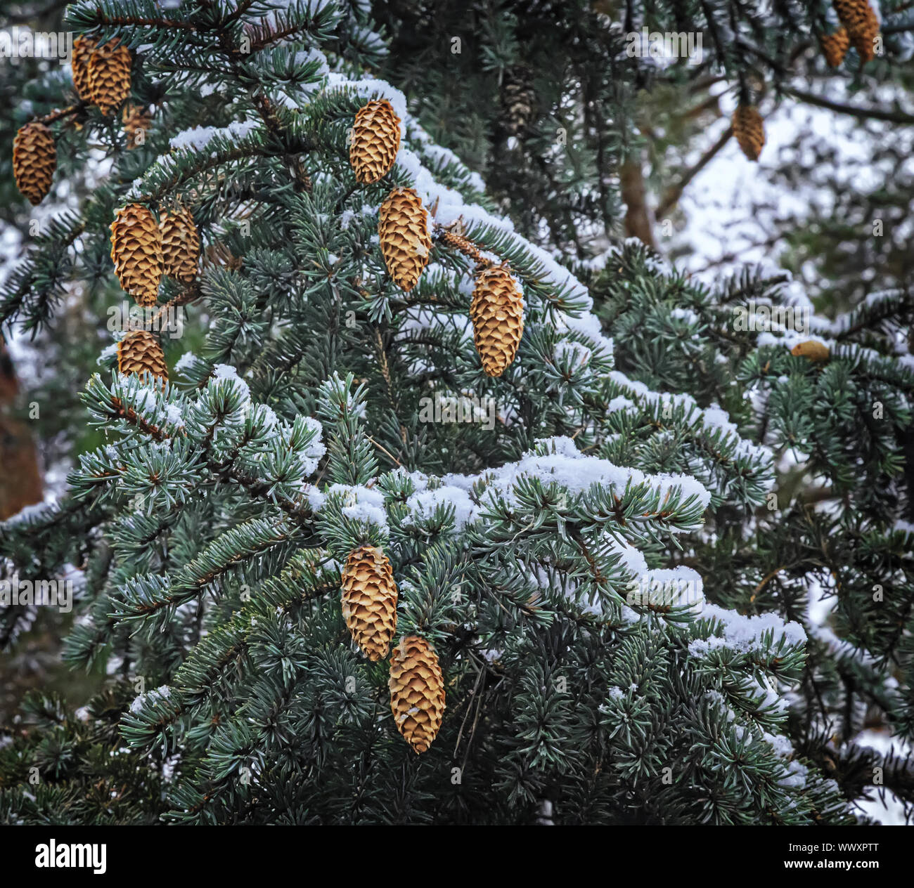Spruce branch with cones covered with snow Stock Photo - Alamy