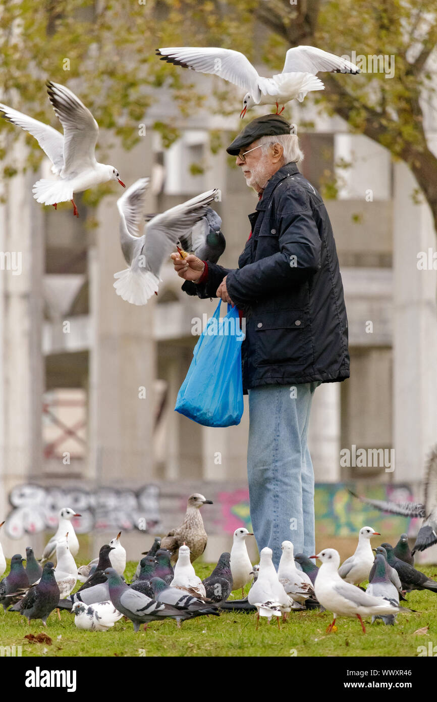 Cambre / Spain - November 19 2018: Old man feeding seagulls in a park in Galicia Spain Stock Photo