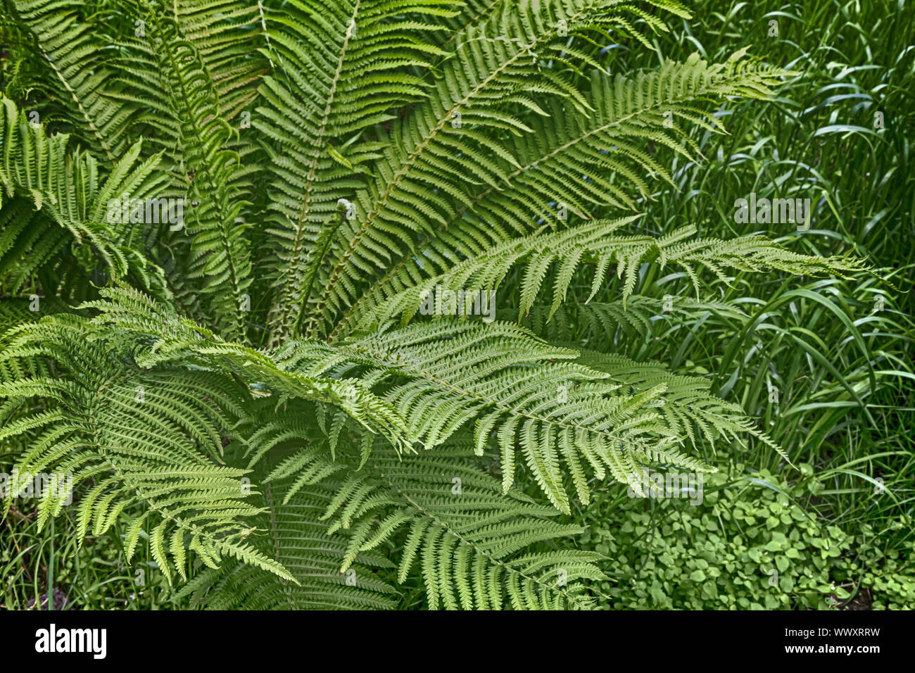 Bush fern in the garden Stock Photo - Alamy