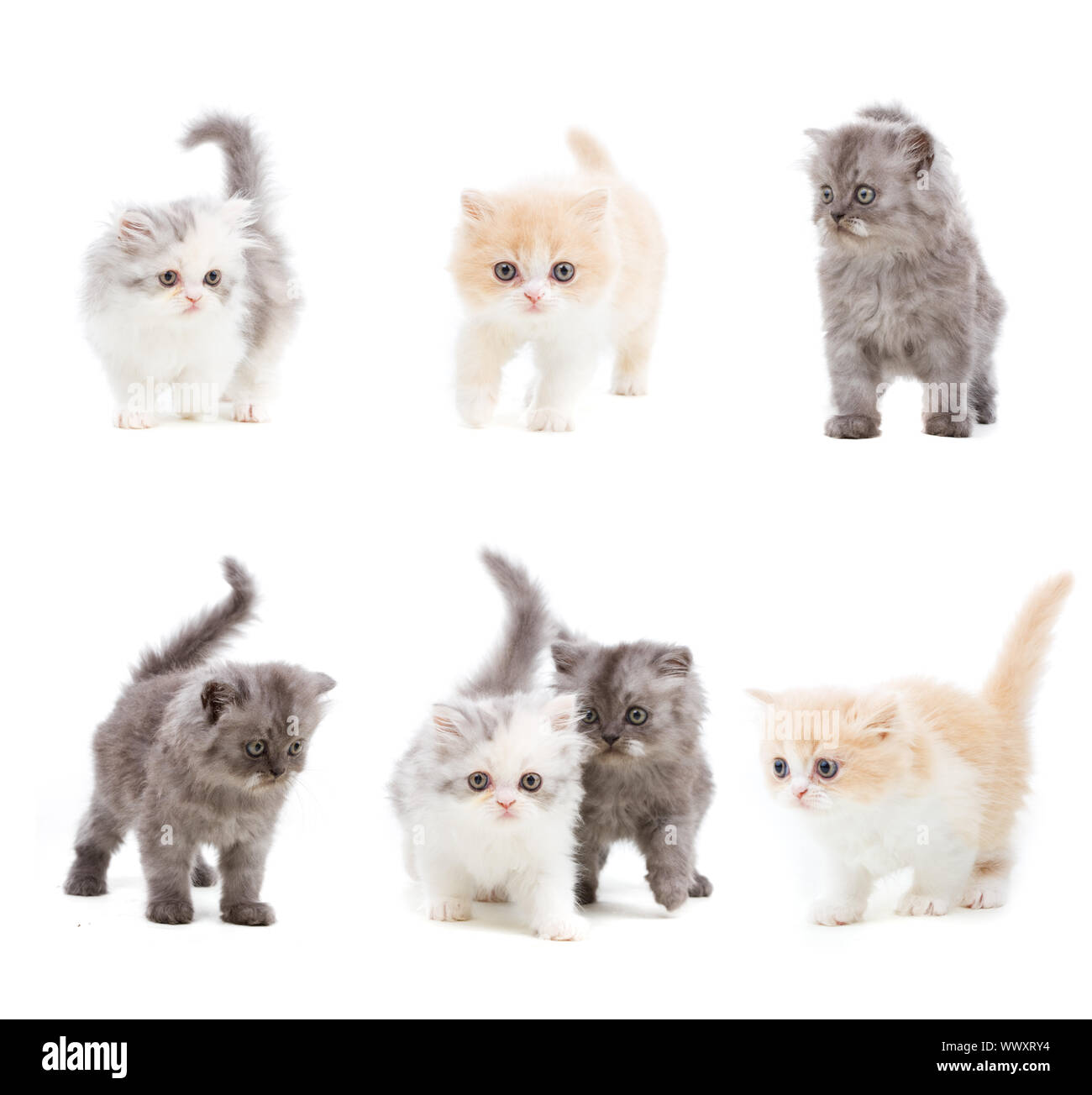 Set of different kittens on isolated white background Stock Photo Alamy