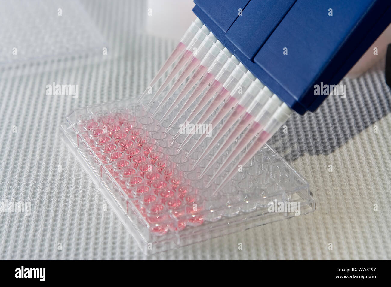 Blue multi-channel pipet used for pipetting a 96 well plate with pink solution on white Stock Photo