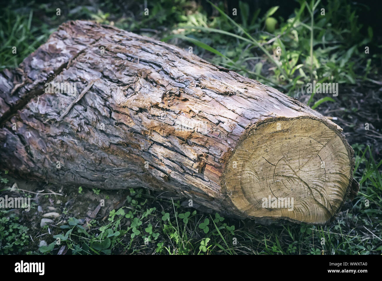 Cut down the trunk of a large pine. Stock Photo