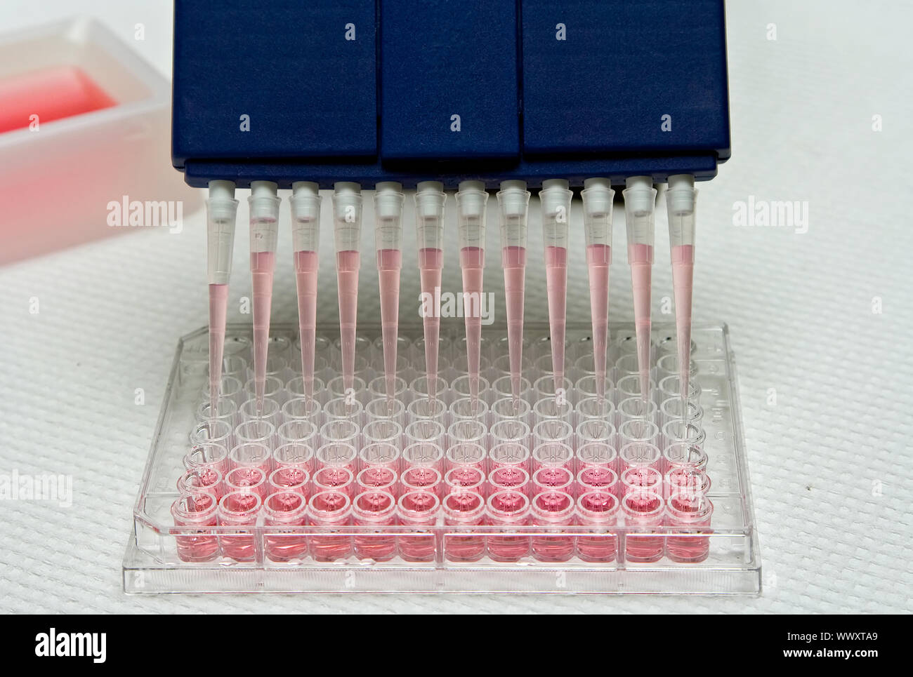 Blue multi-channel pipet used for pipetting a 96 well plate with pink solution on white Stock Photo