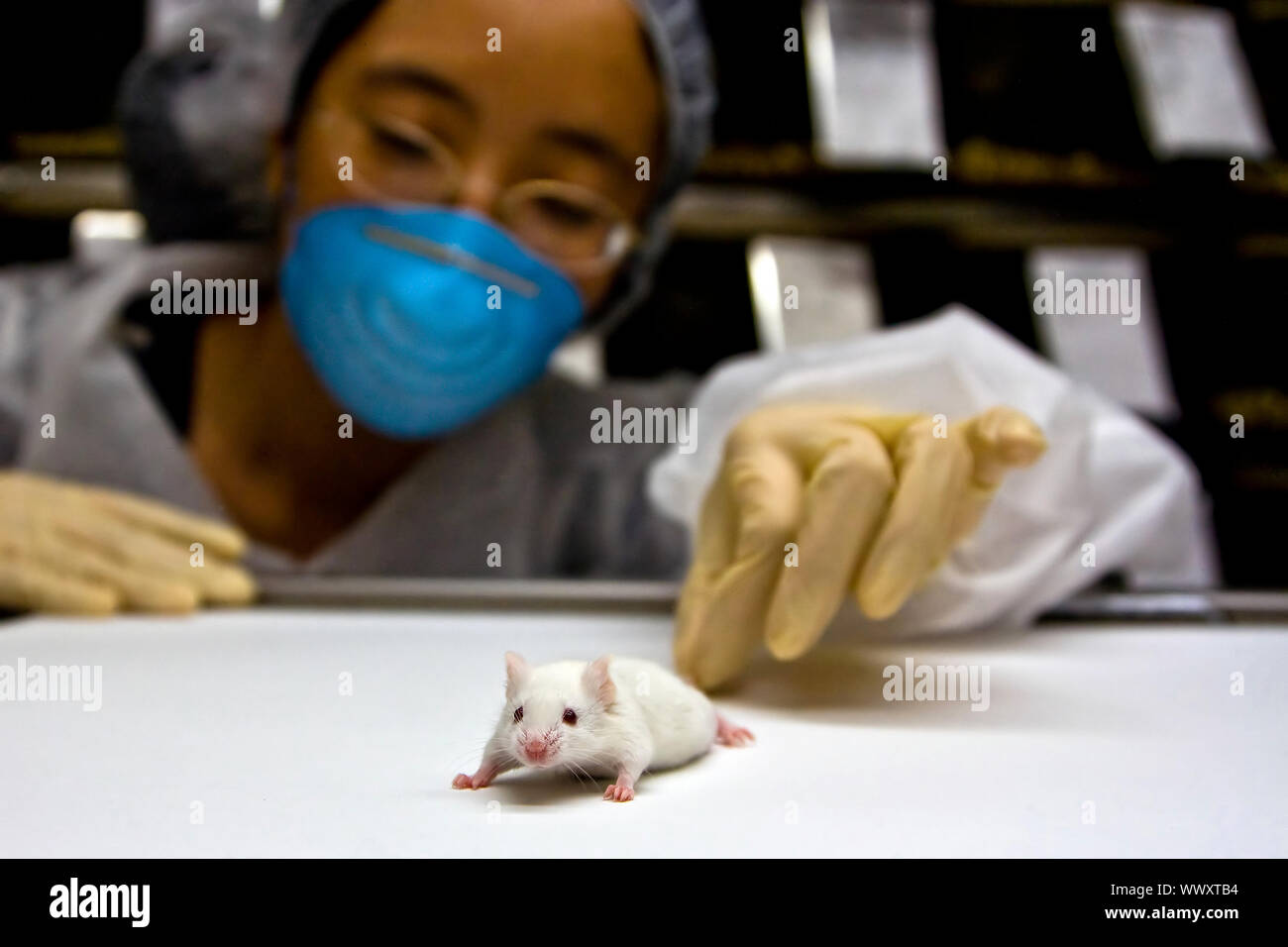 Balb c mouse hi-res stock photography and images - Alamy