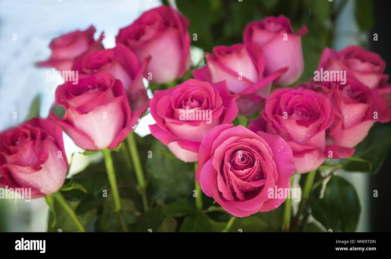 Beautiful bouquet of bright pink roses Stock Photo - Alamy