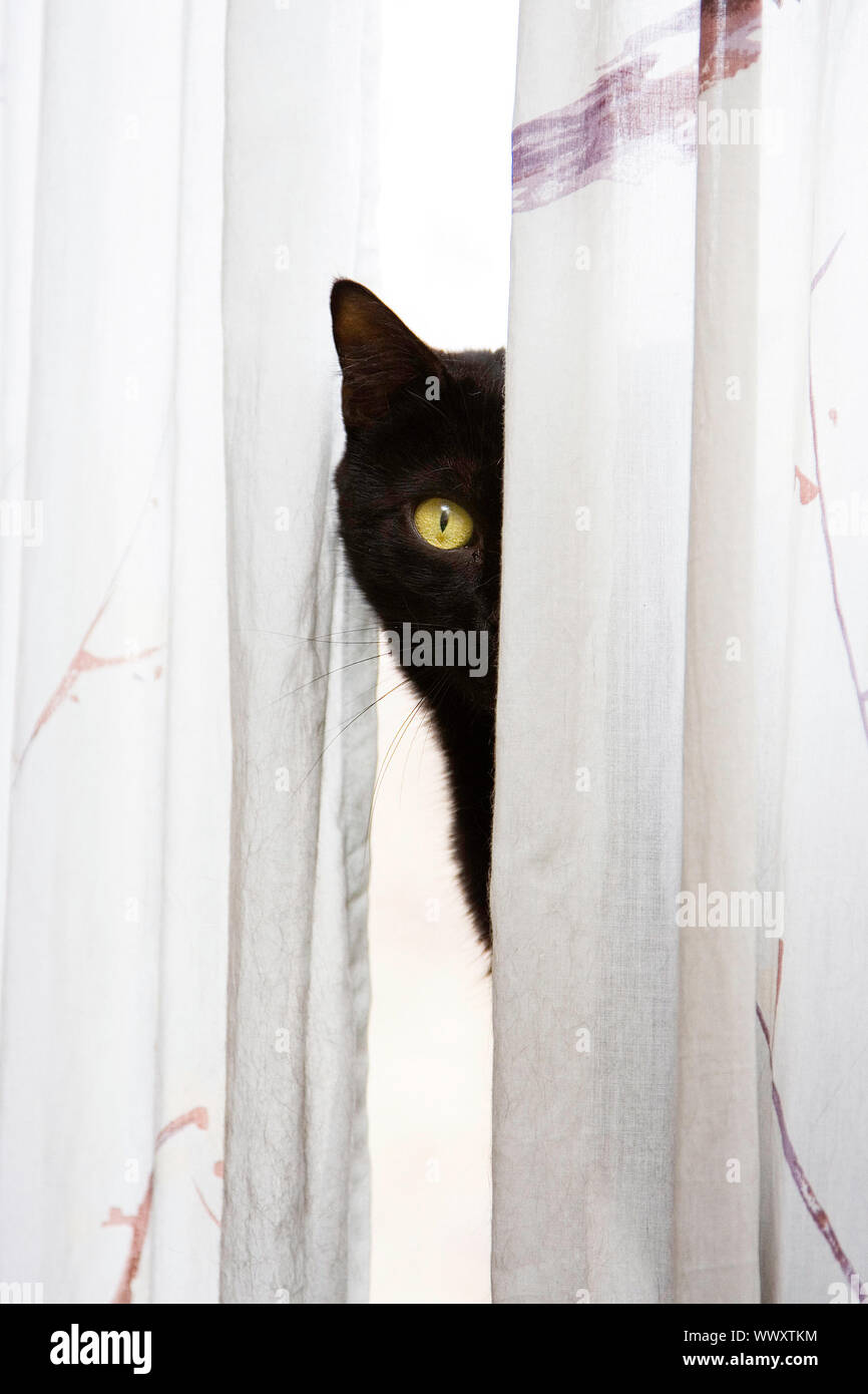 Black cat with bright green eyes peeks with one eye, around a white ...