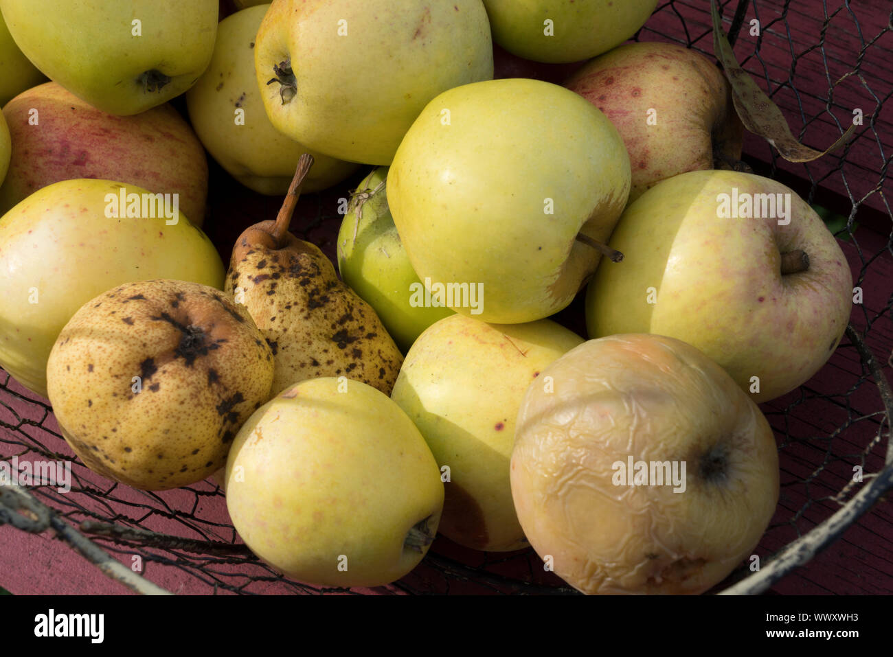 Apples, fallen fruits Stock Photo