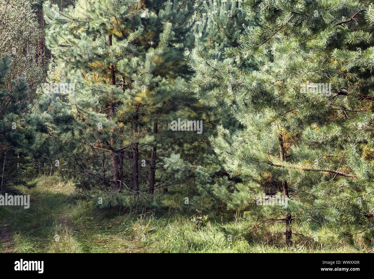 Forest landscape in the early autumn. Stock Photo