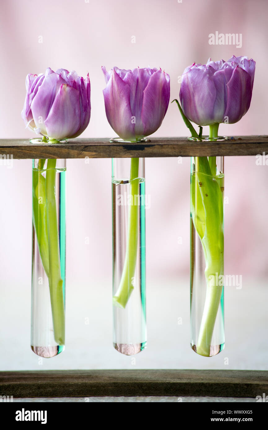 Three purple tulips in a small  glass flasks with water. Shallow DOF Stock Photo