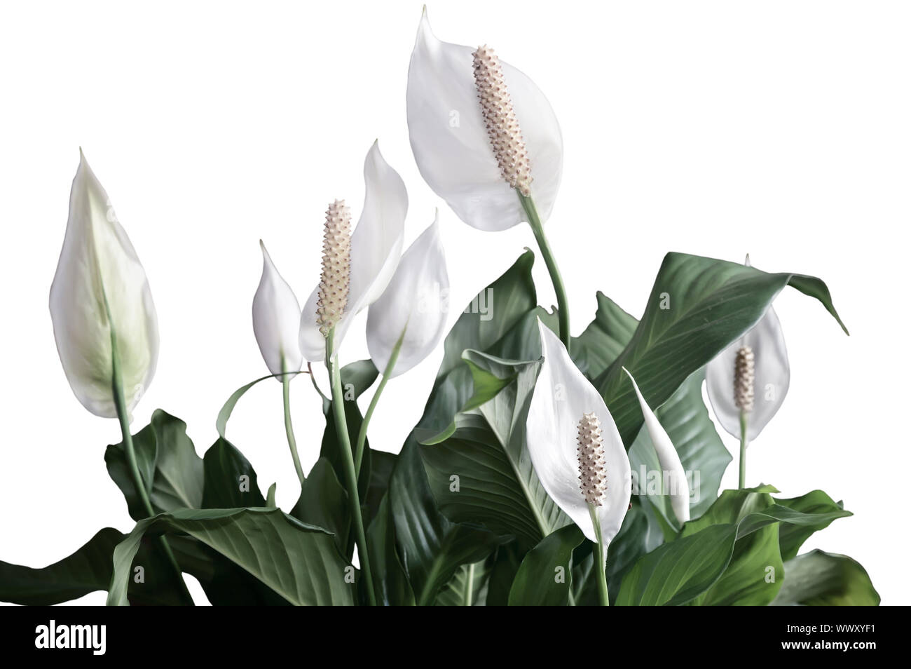 Blooming white flowers spathiphyllum. Stock Photo