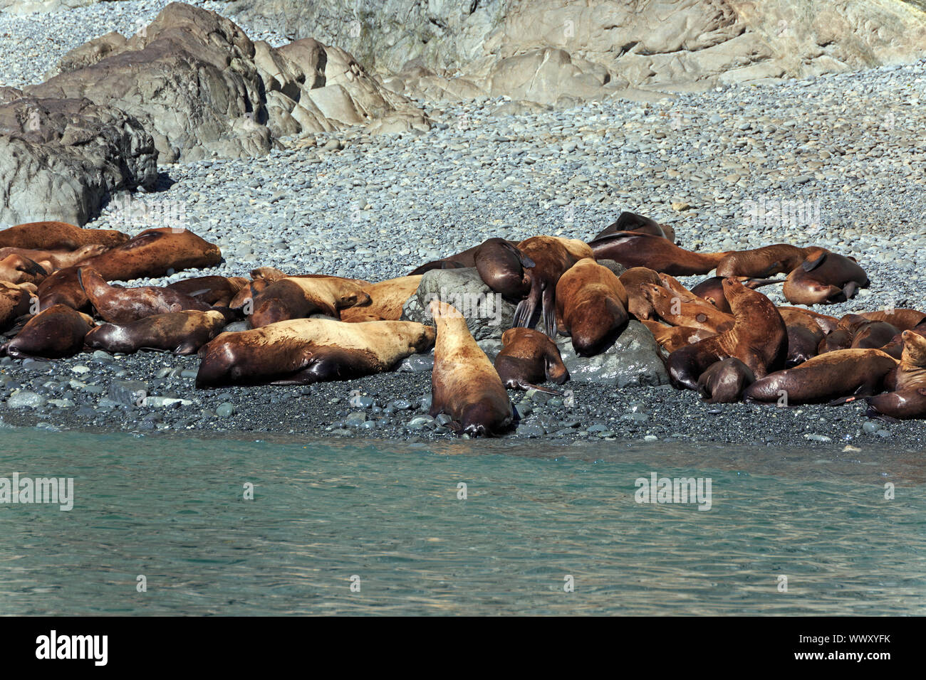 Sea lions on the beach Stock Photo