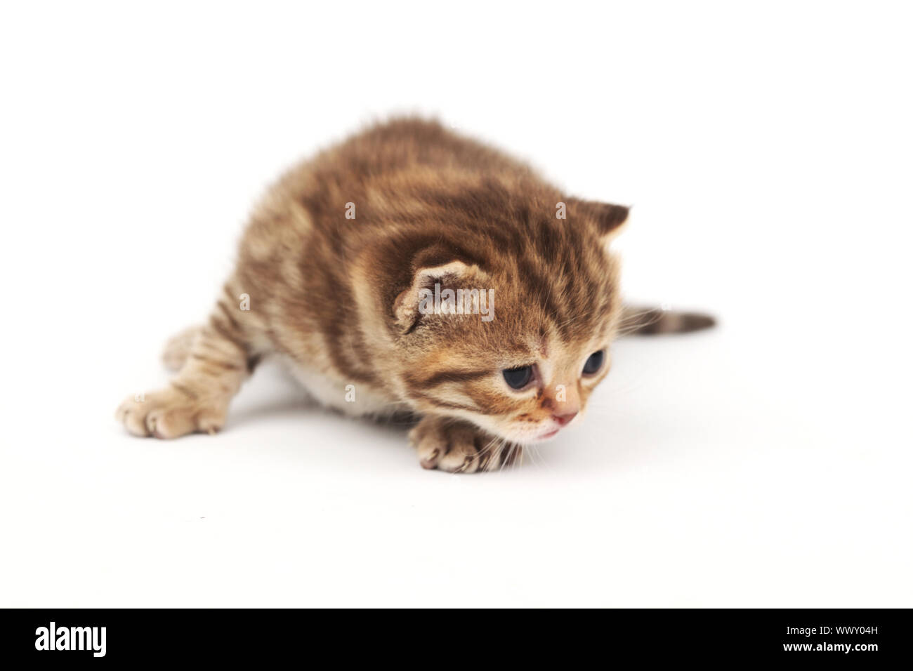 cat isolated on white background Stock Photo - Alamy