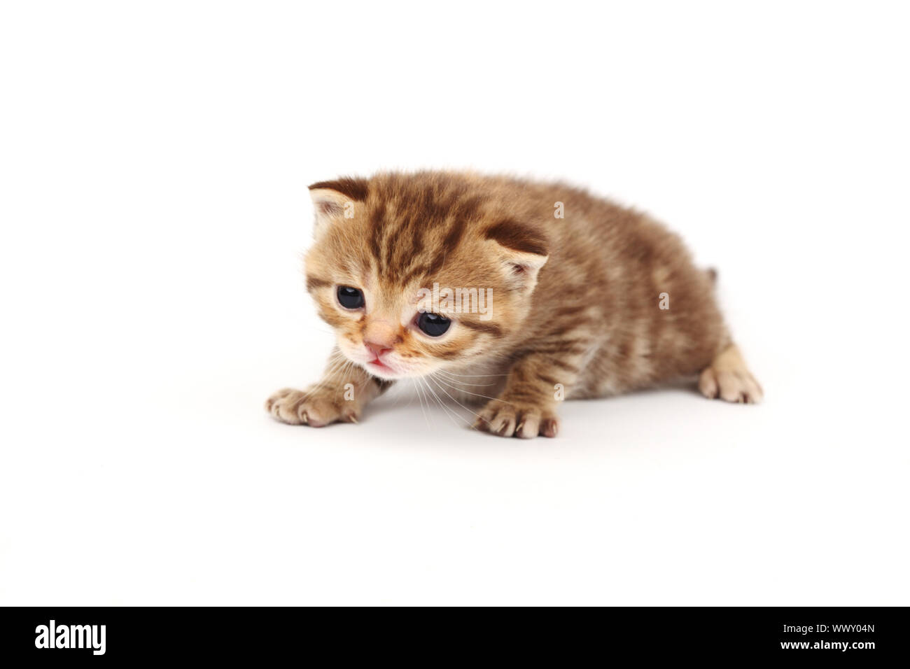 cat isolated on white background Stock Photo - Alamy