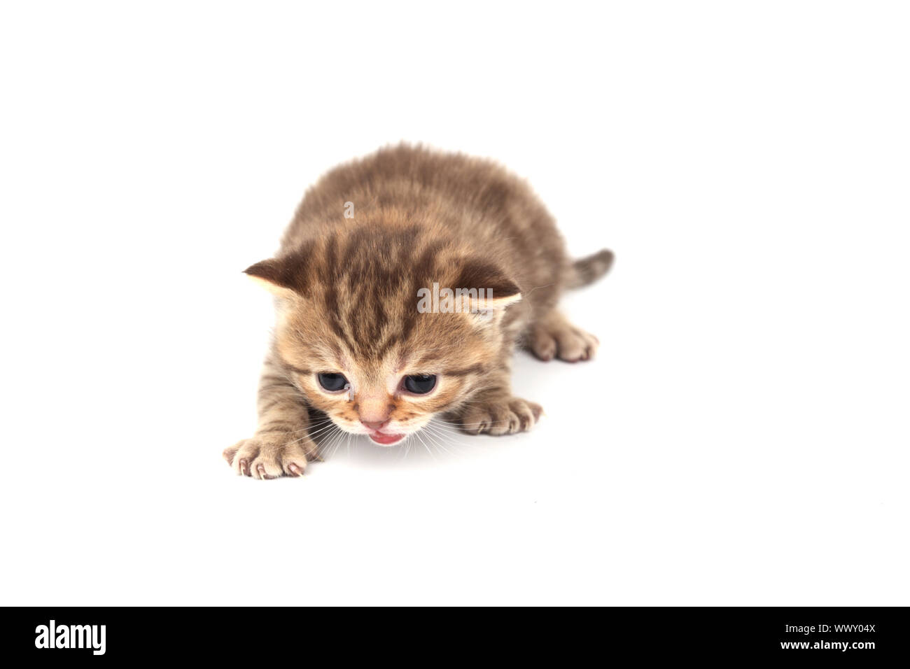 cat isolated on white background Stock Photo - Alamy