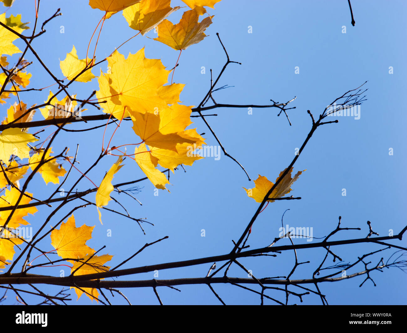 Last golden leaves on maple tree against clear blue sky at Autumn Stock Photo - Alamy