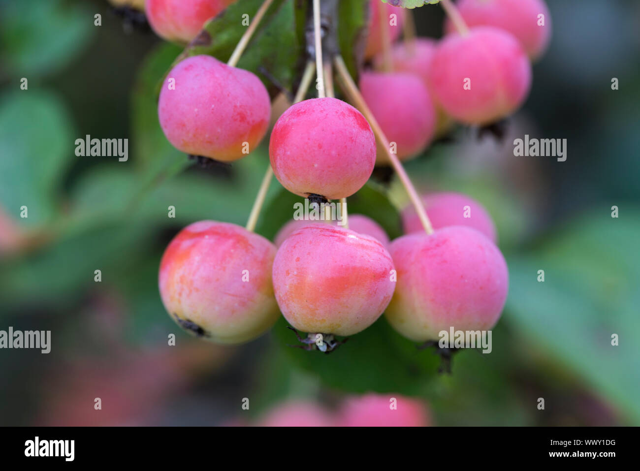 Decorative apples in autumn, Ornamental Apples, Germany, Europe Stock Photo