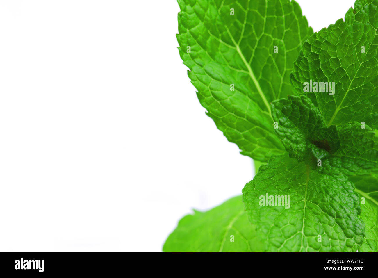 mint isolated on white background Stock Photo - Alamy