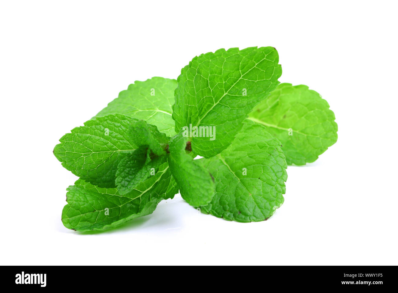 mint isolated on white background Stock Photo - Alamy