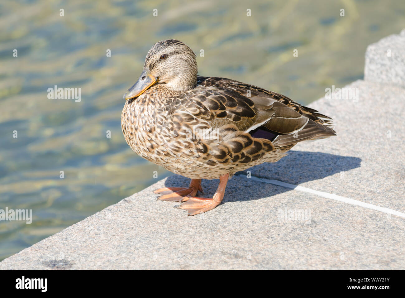 Gray duck on the edge of an artificial pond Stock Photo Alamy