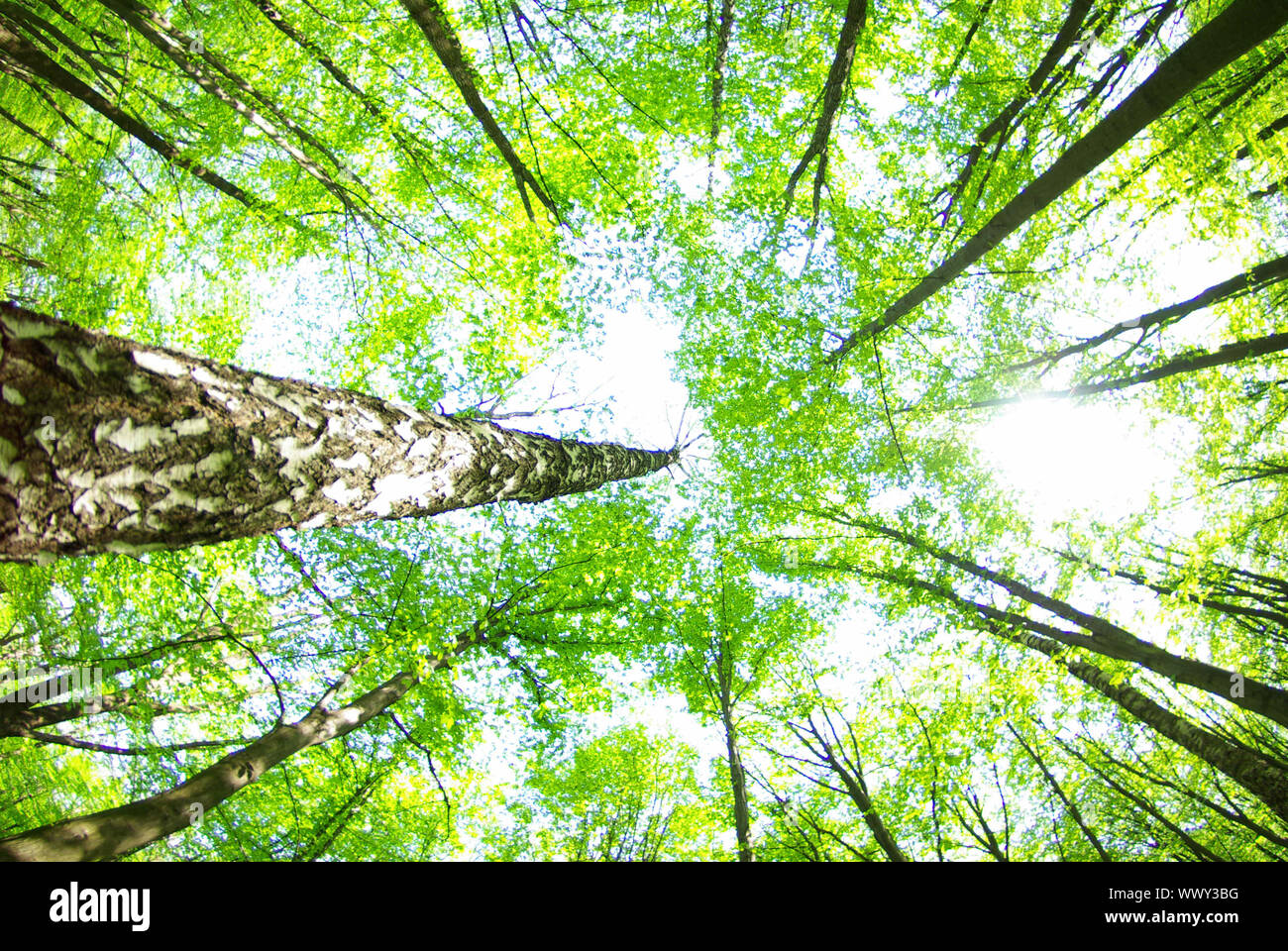 Early morning sun in the green forest Stock Photo - Alamy