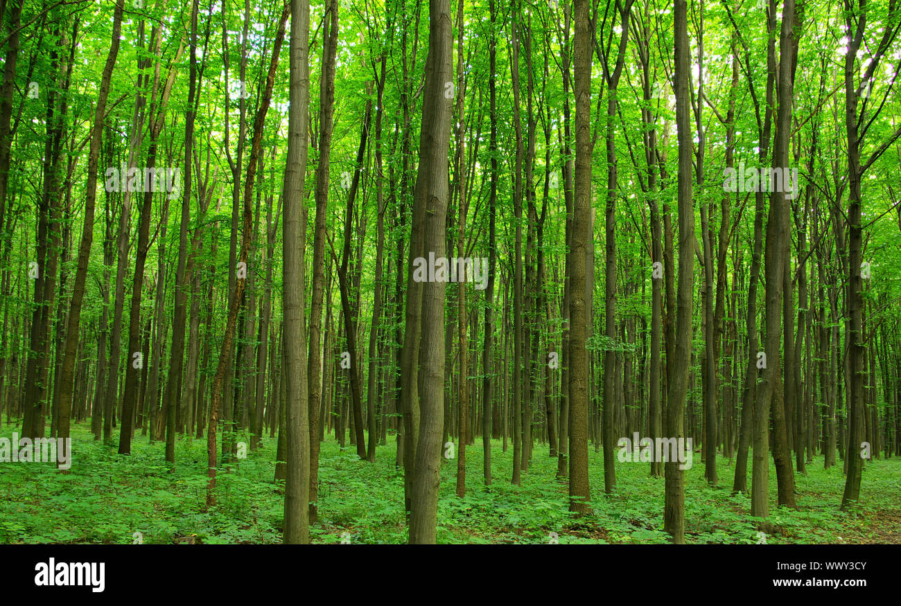 Early morning sun in the forest Stock Photo - Alamy