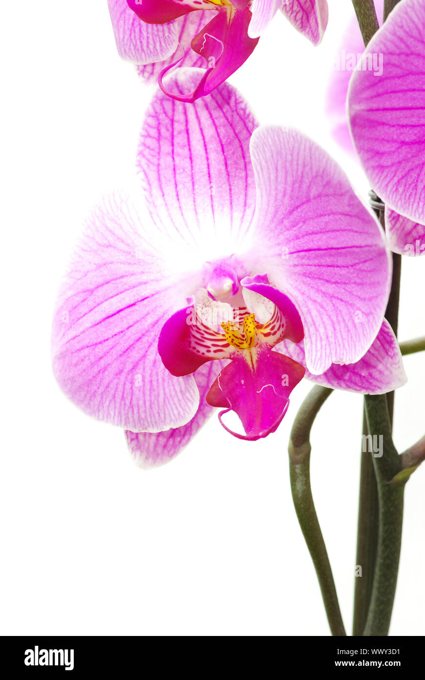 Pink orchid isolated on a white background Stock Photo - Alamy