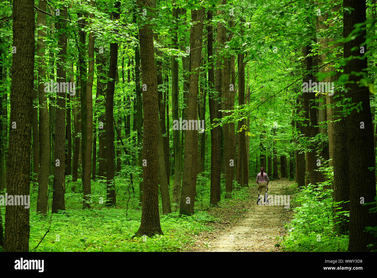 a path is in the green forest Stock Photo - Alamy