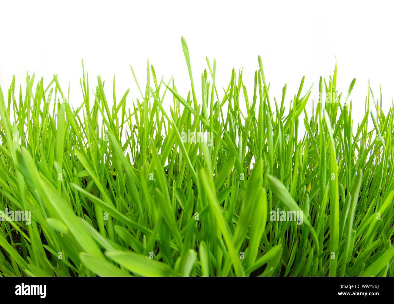 Green grass isolated on white background Stock Photo - Alamy