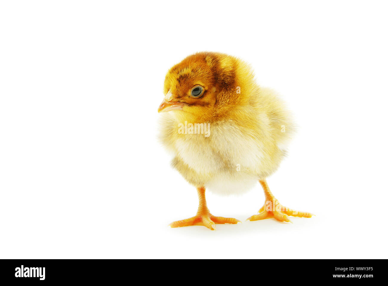 Cute little baby chicken isolated on white background Stock Photo - Alamy
